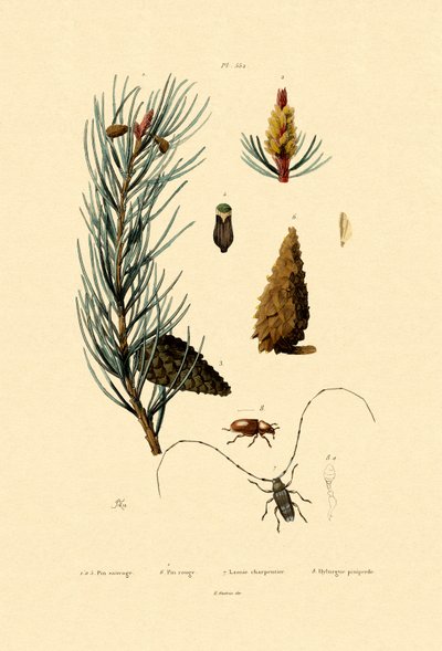 Scots Pine by French School